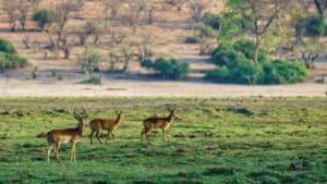 MRUGAVANI NATIONAL PARK