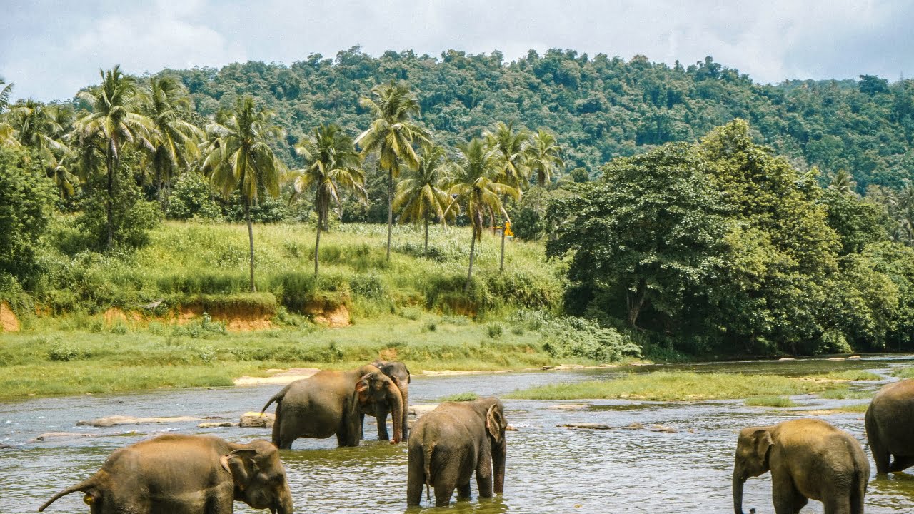 The Wildlife Sanctuary of Eturnagaram