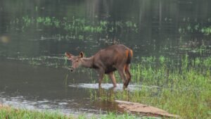 Pranahita Wildlife Sanctuary