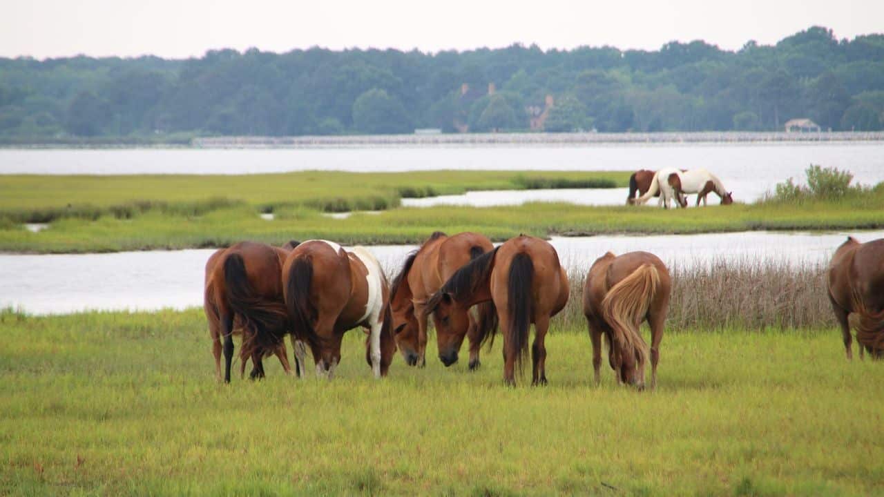 Netravali Wildlife Sanctuary