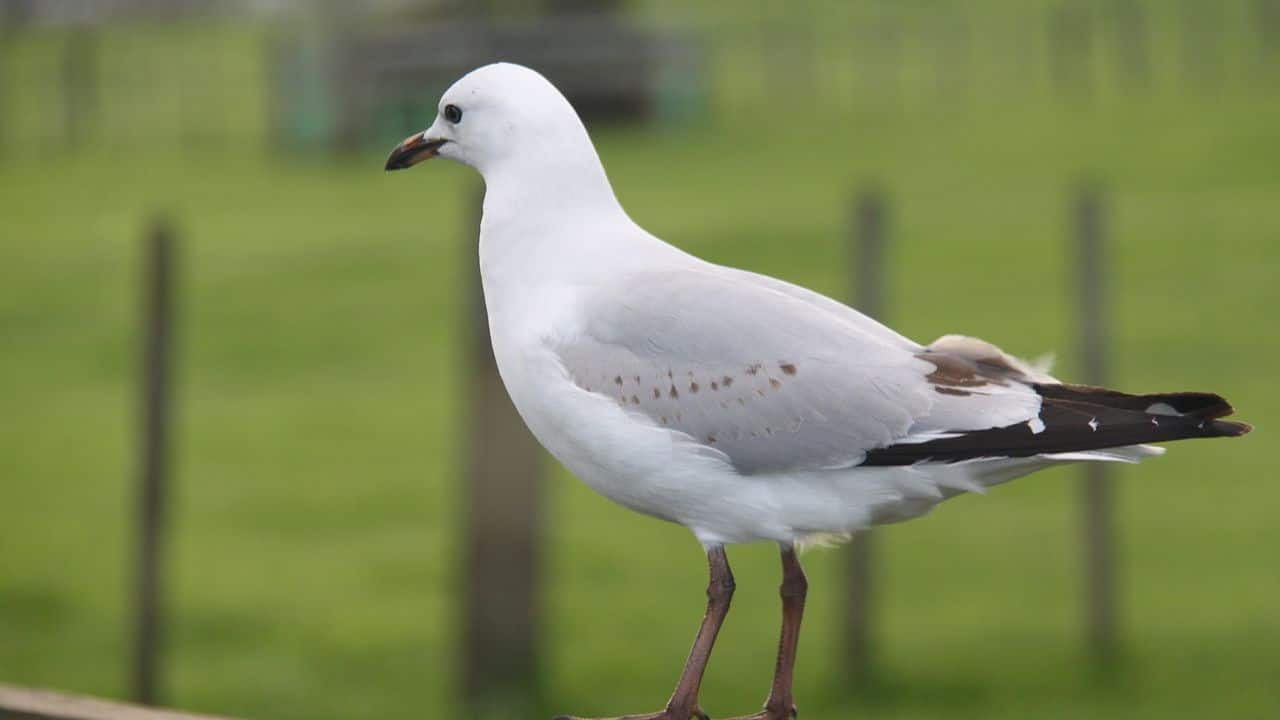 Albatross Meaning In Telugu