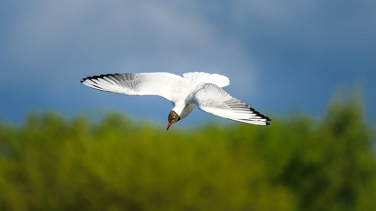 Albatross Meaning In Telugu