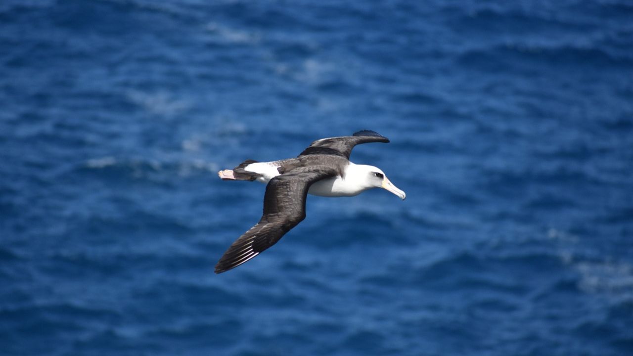 Albatross Meaning In Telugu