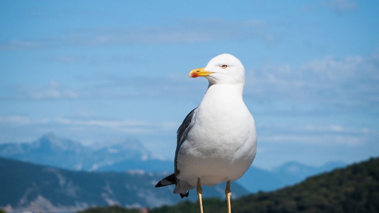 Albatross Meaning In Telugu