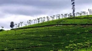 Chennai to Ooty Distance Time and Cost